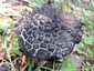 Pikkelyes tinóru (Strobilomyces strobilaceus), Mátra